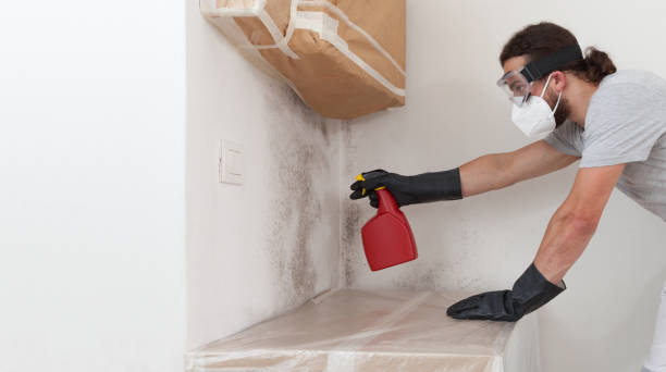 Professional Mold Removal technician working in Linden, NJ