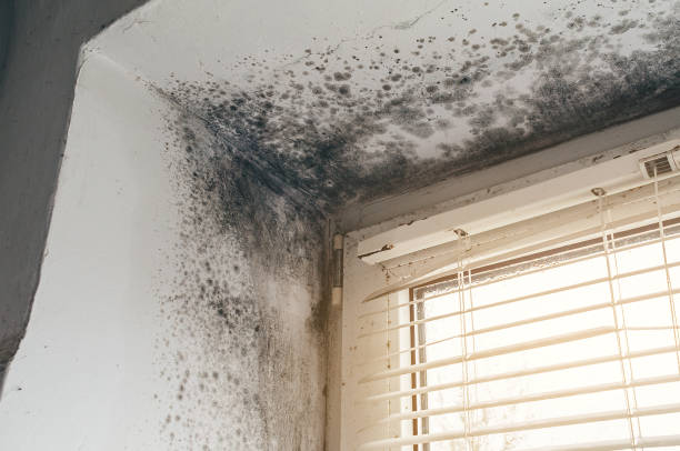 Affordable Mold Removal solutions in Linden, NJ